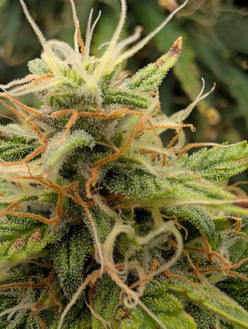 Caring for Angry Bears. Week 9