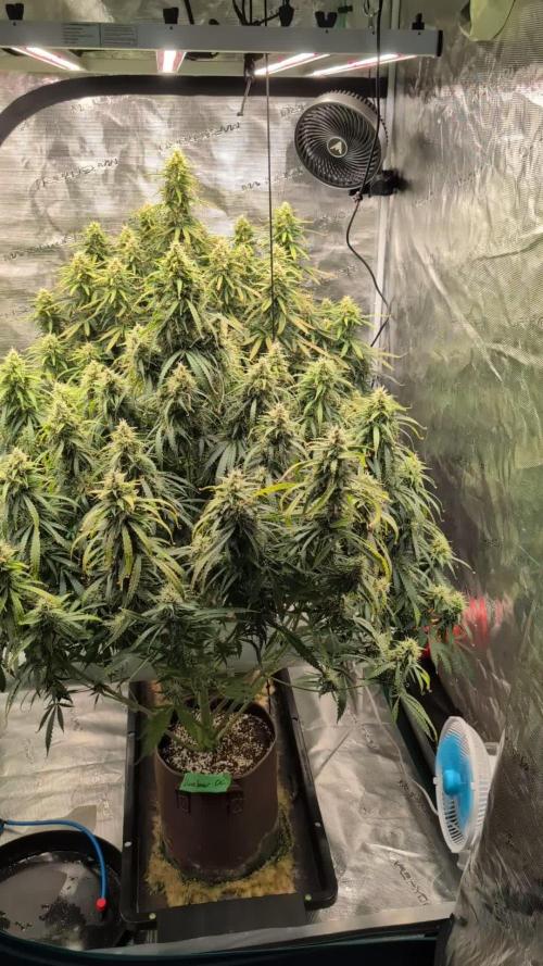 Caring for Angry Bears