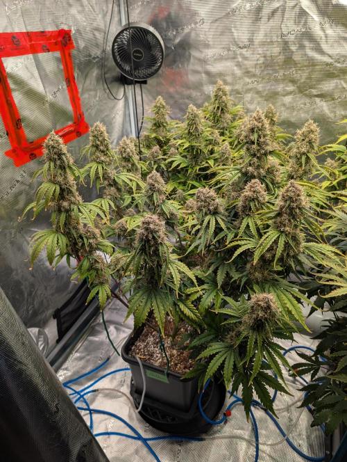 Dreaming in Colour. Week 9