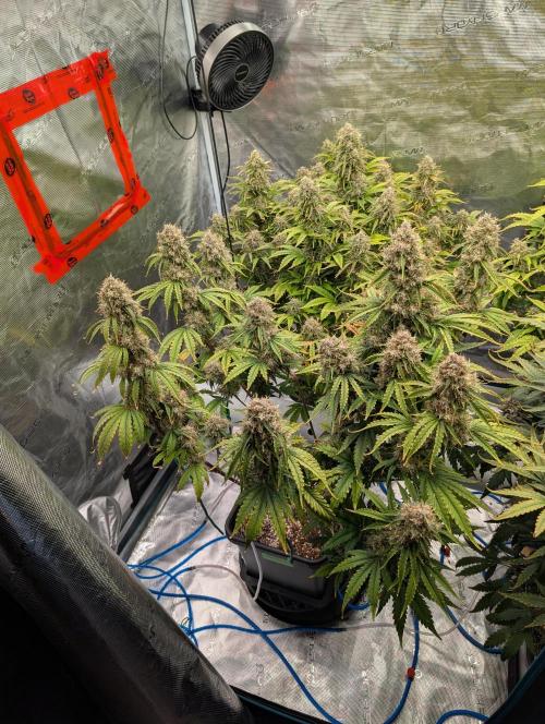 Dreaming in Colour. Week 9