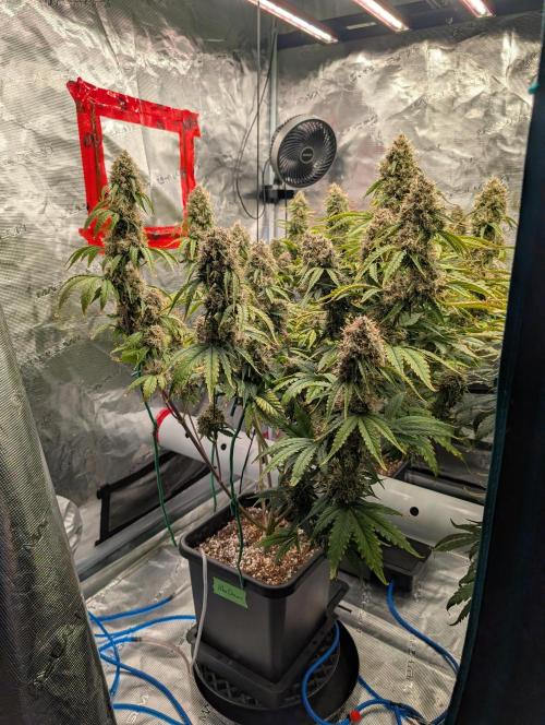 Dreaming in Colour. Week 9