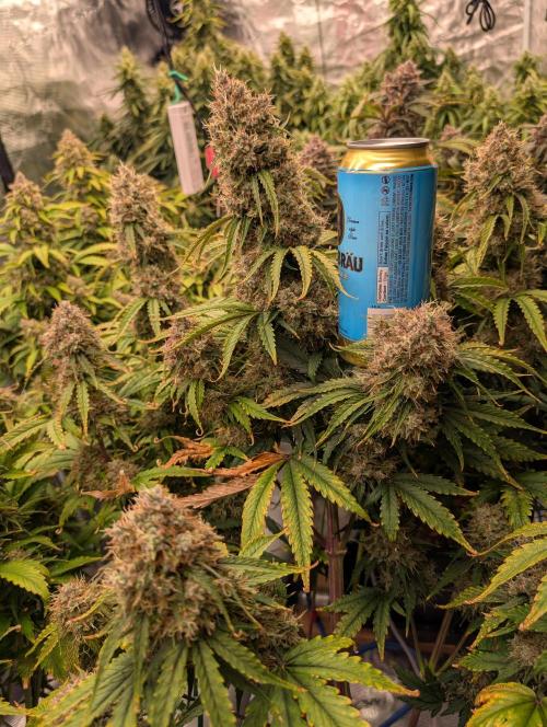 Dreaming in Colour. Week 9