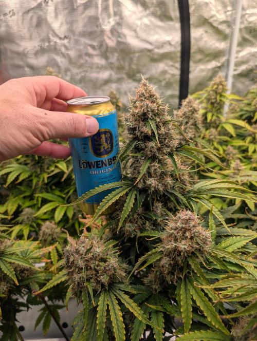 Dreaming in Colour. Week 9