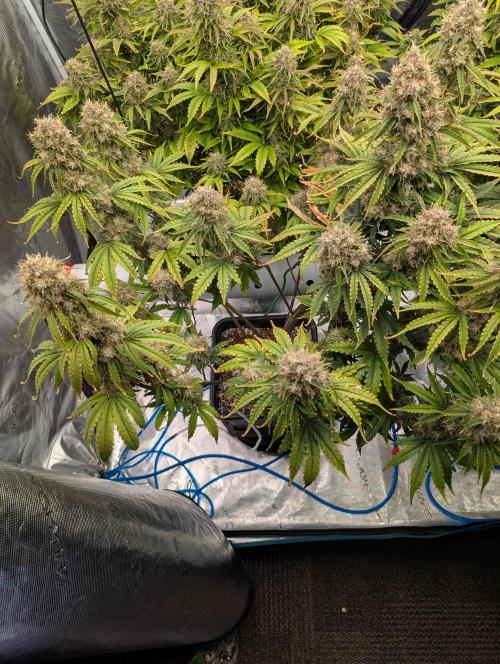 Dreaming in Colour. Week 9