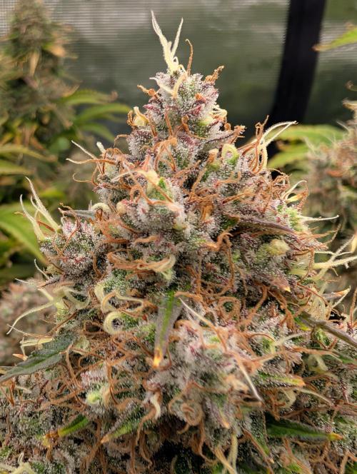 Dreaming in Colour. Week 9