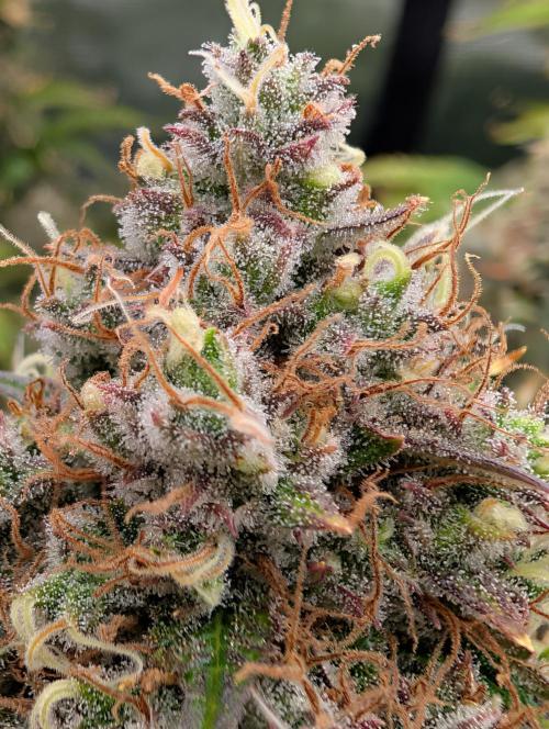 Dreaming in Colour. Week 9