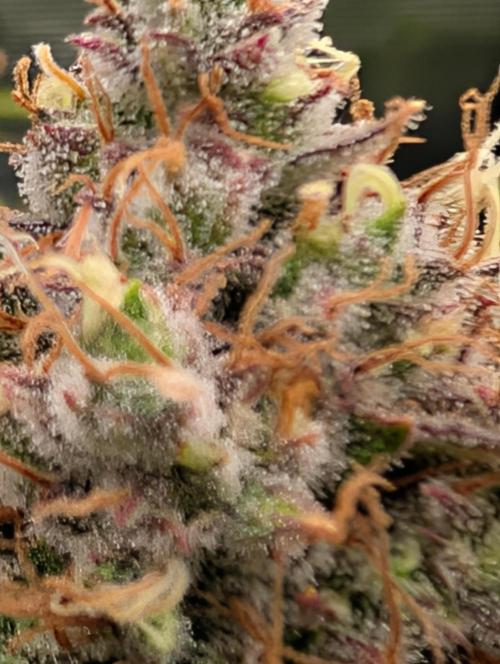 Dreaming in Colour. Week 9