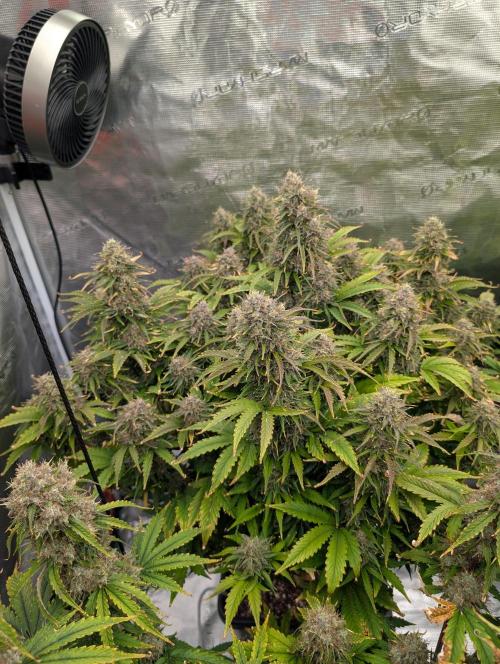 Dreaming in Colour. Week 9