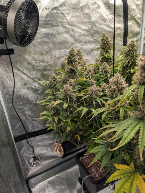 Dreaming in Colour. Week 9