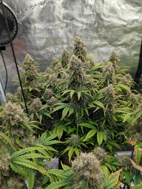 Dreaming in Colour. Week 9