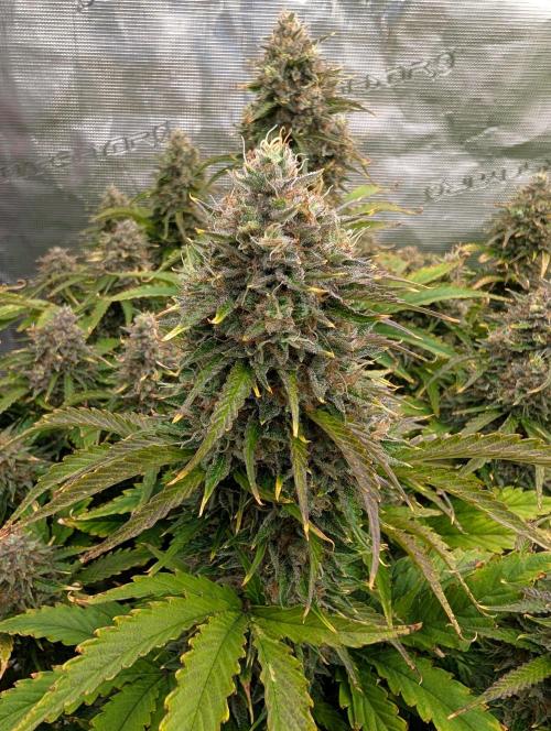 Dreaming in Colour. Week 9