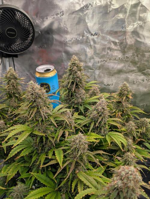 Dreaming in Colour. Week 9