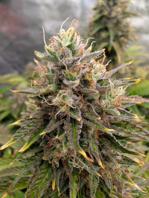 Dreaming in Colour. Week 9