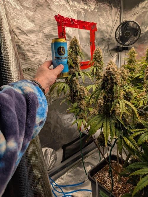 Dreaming in Colour. Week 9