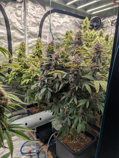 Slimer Round 3. Week 9