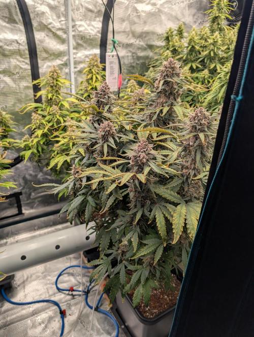 Slimer Round 3. Week 9