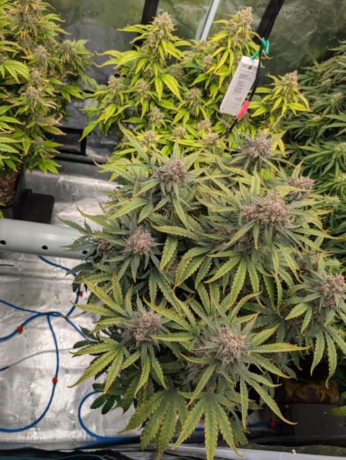 Slimer Round 3. Week 9