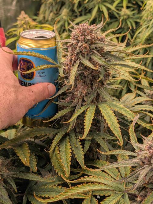 Slimer Round 3. Week 9