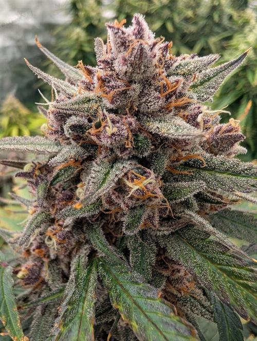 Slimer Round 3. Week 9