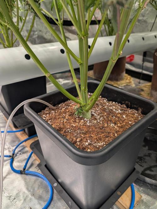 Slimer Round 3. Week 9