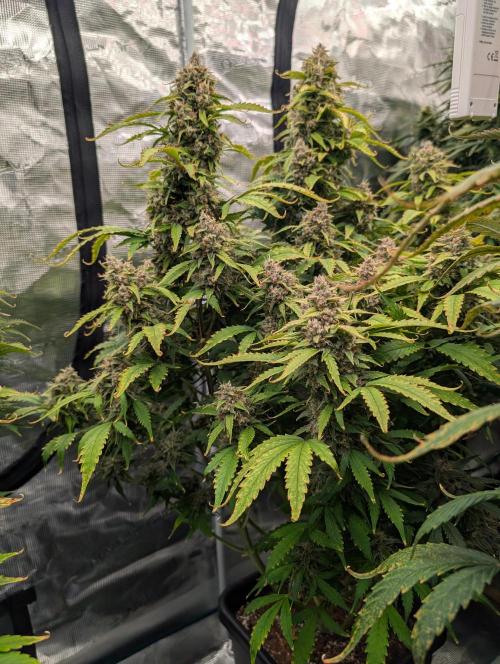 Slimer Round 3. Week 9