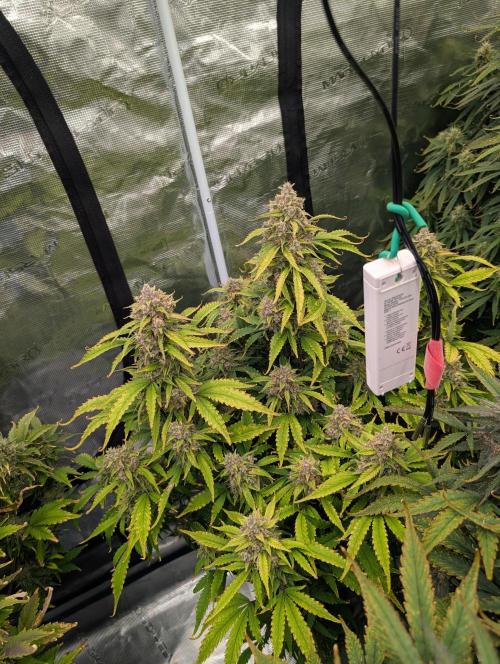 Slimer Round 3. Week 9