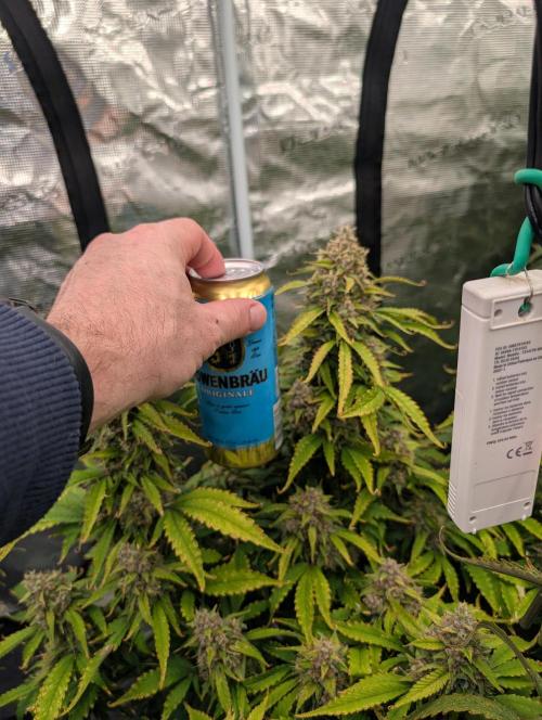 Slimer Round 3. Week 9