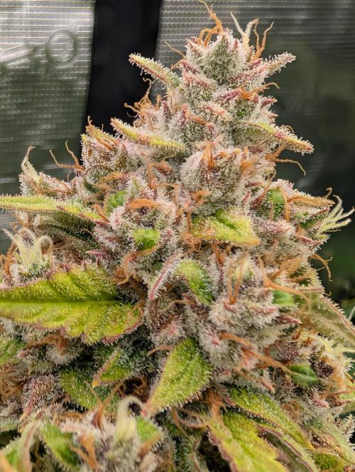 Slimer Round 3. Week 9