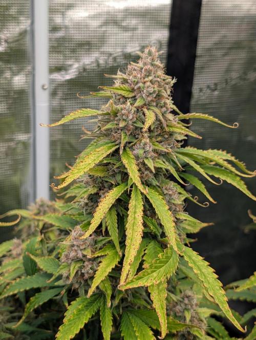 Slimer Round 3. Week 9