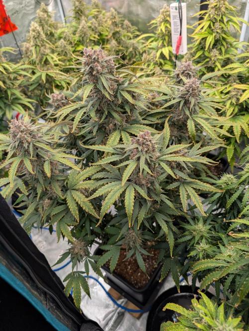 Slimer Round 3. Week 9