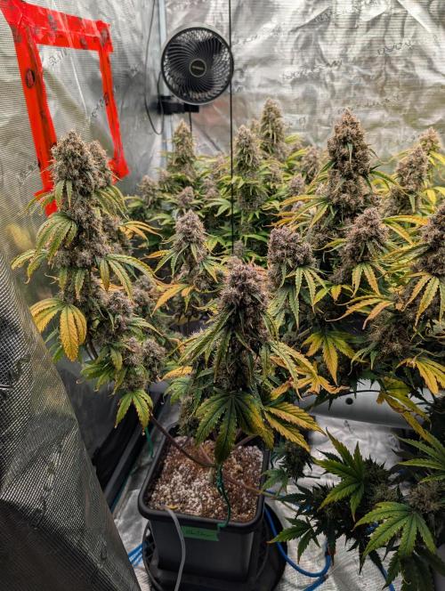 Dreaming in Colour. Week 10