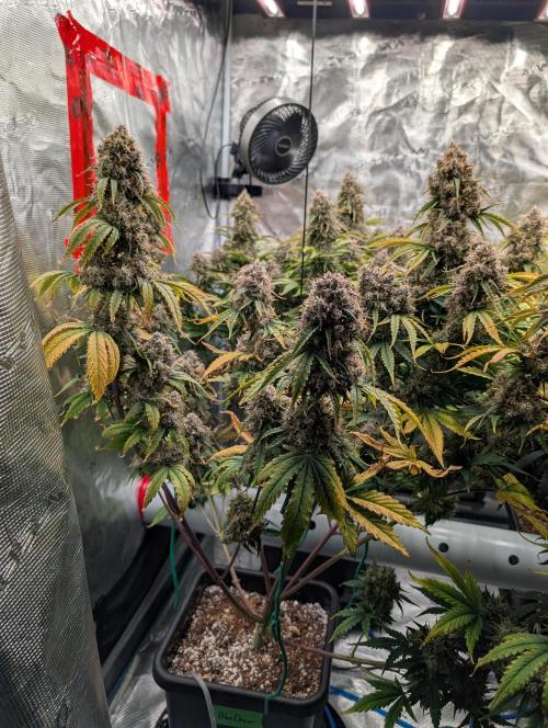 Dreaming in Colour. Week 10