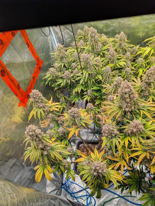 Dreaming in Colour. Week 10