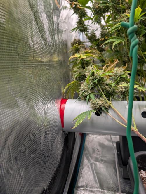 Dreaming in Colour. Week 10