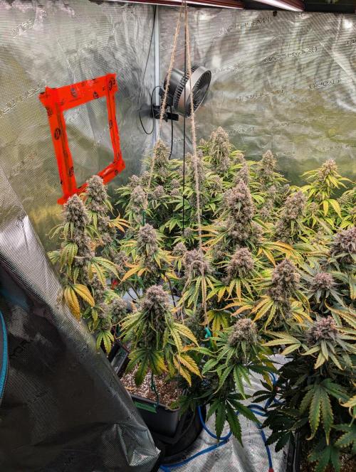 Dreaming in Colour. Week 10