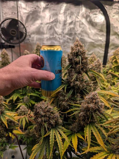 Dreaming in Colour. Week 10