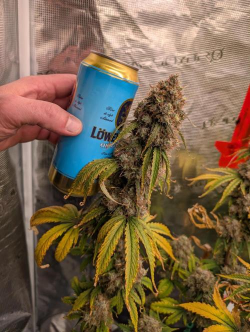 Dreaming in Colour. Week 10