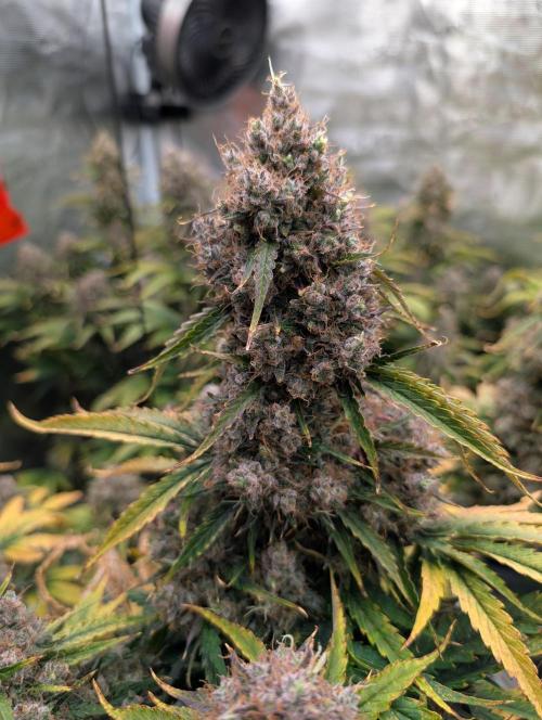 Dreaming in Colour. Week 10