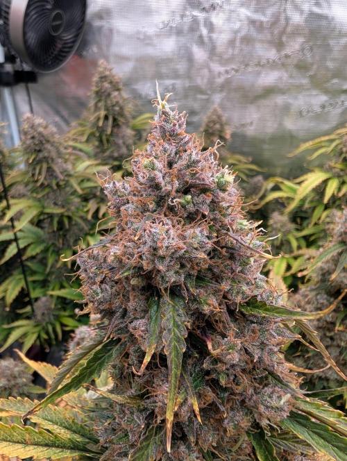 Dreaming in Colour. Week 10