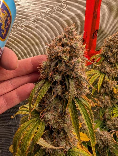 Dreaming in Colour. Week 10