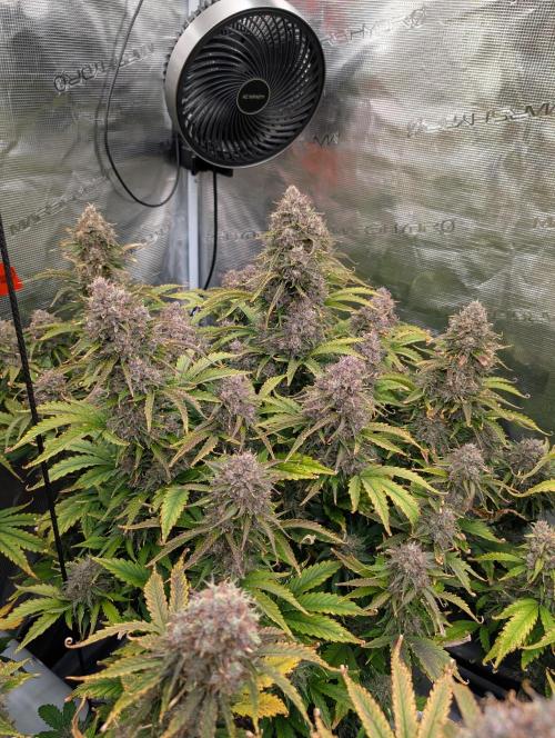 Dreaming in Colour. Week 10