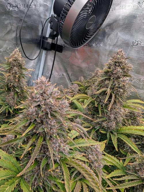 Dreaming in Colour. Week 10