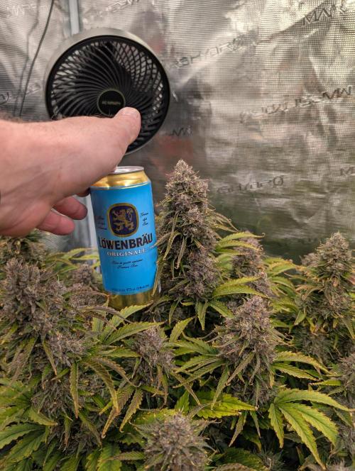 Dreaming in Colour. Week 10