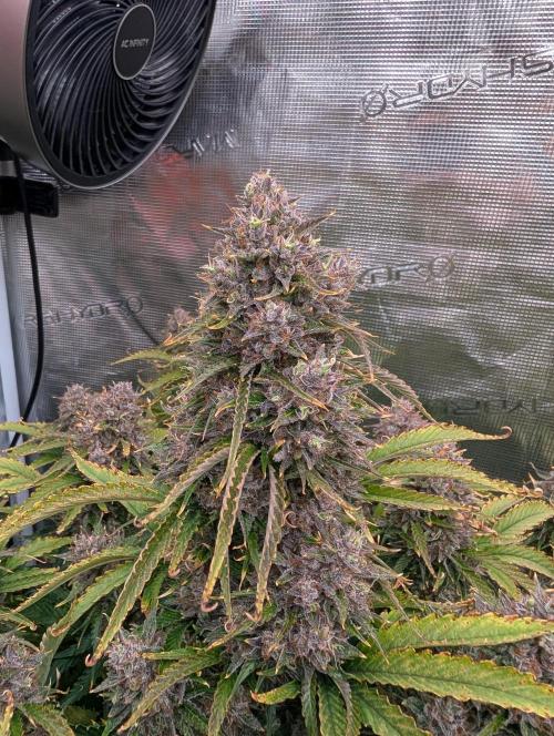 Dreaming in Colour. Week 10