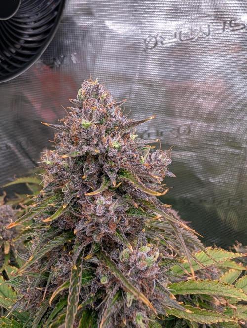 Dreaming in Colour. Week 10