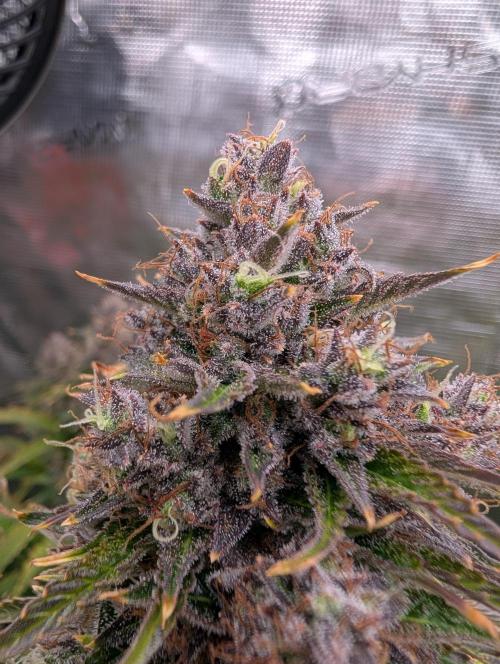 Dreaming in Colour. Week 10