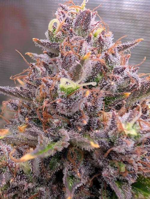 Dreaming in Colour. Week 10