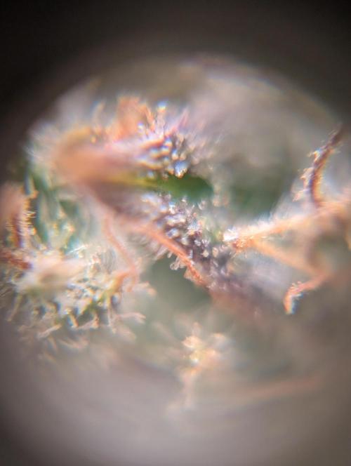 Dreaming in Colour. Week 10