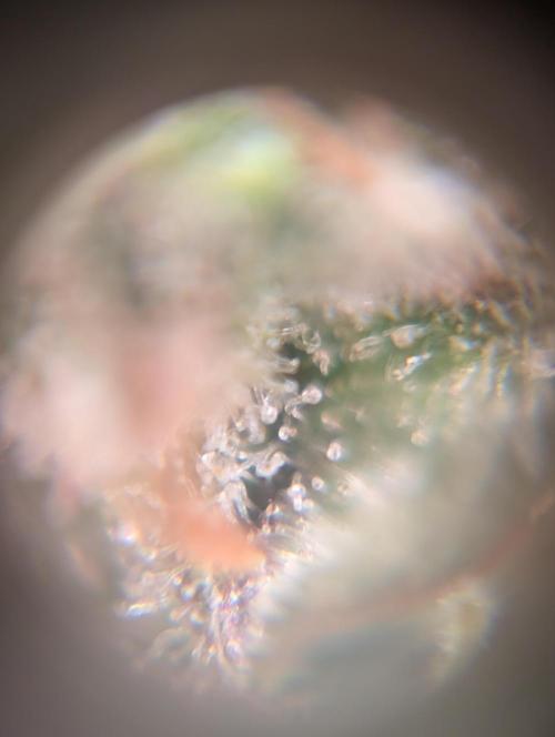 Dreaming in Colour. Week 10