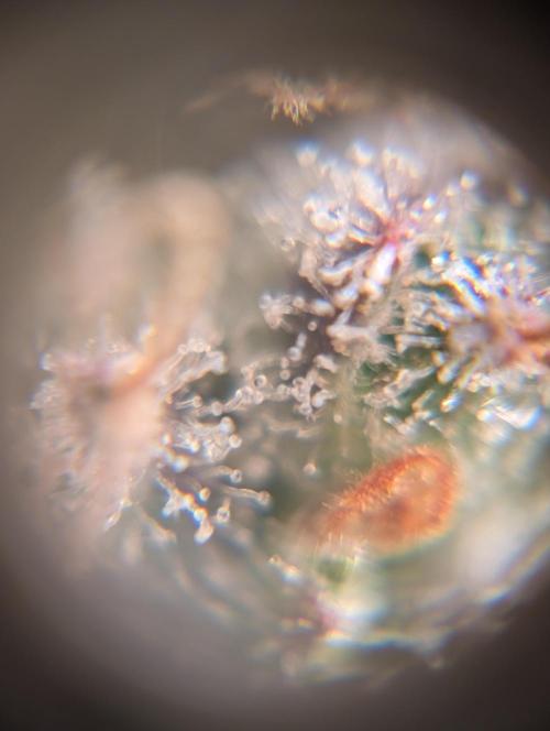 Dreaming in Colour. Week 10